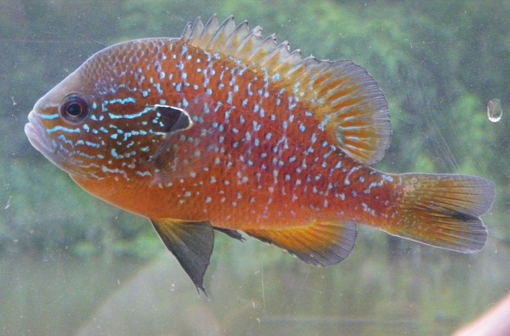 Lepomis megalotis