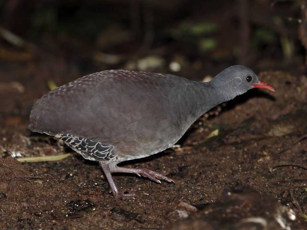 Crypturellus tataupa