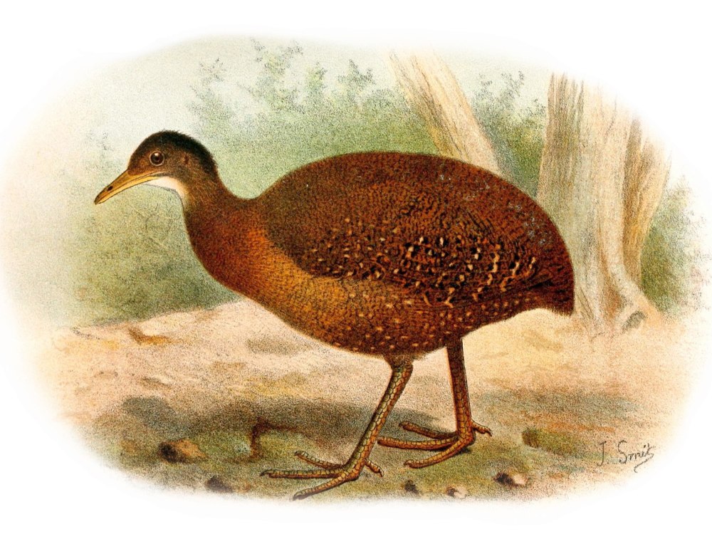 Nothocercus nigrocapillus