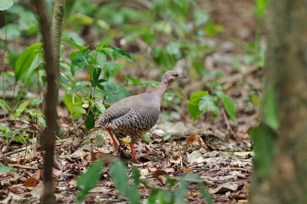 Crypturellus Casiquiare