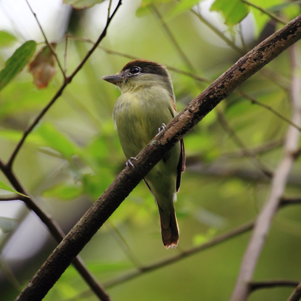 Черношапочный Бекард Pachyramphus marginatus (Lichtenstein, 1823).
