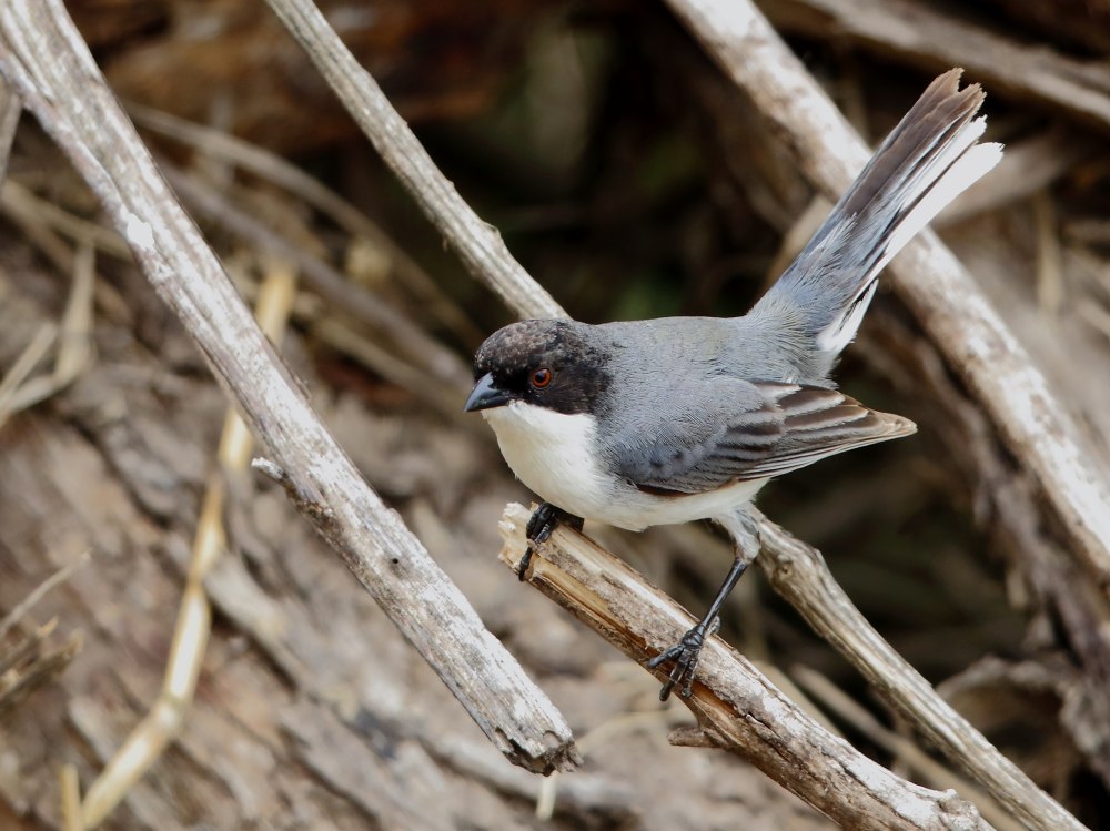 Large billed Finches