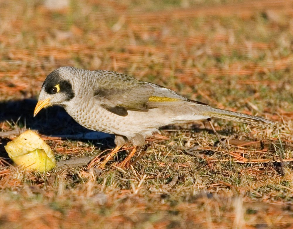Manorina melanocephala