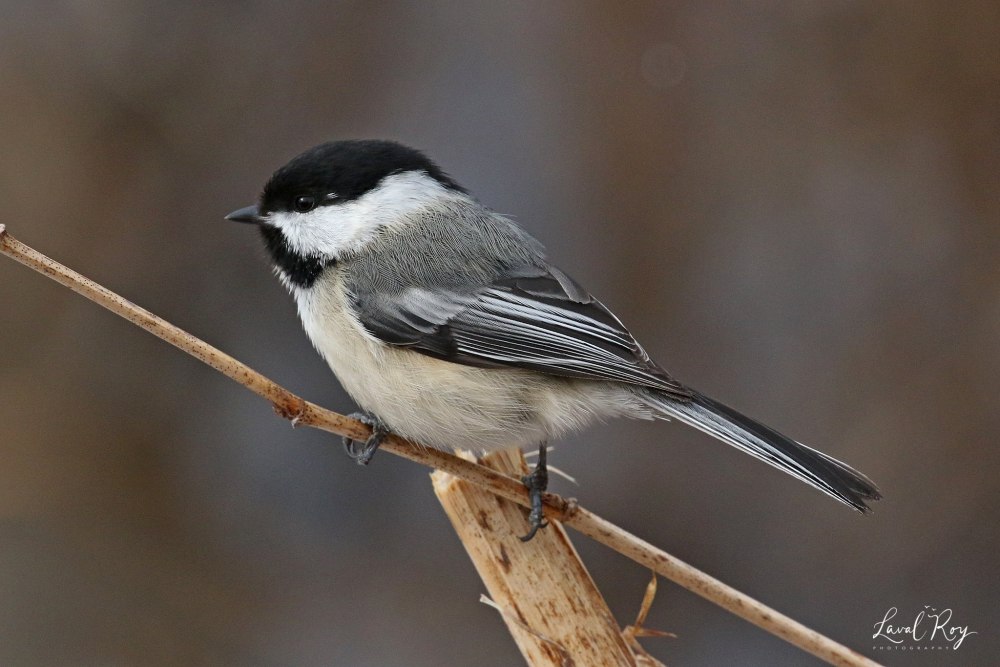 Черношапочная гаичка (лат. Poecile atricapillus)