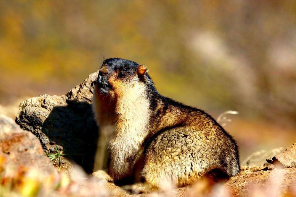 Монгольский сурок (Marmota sibirica)