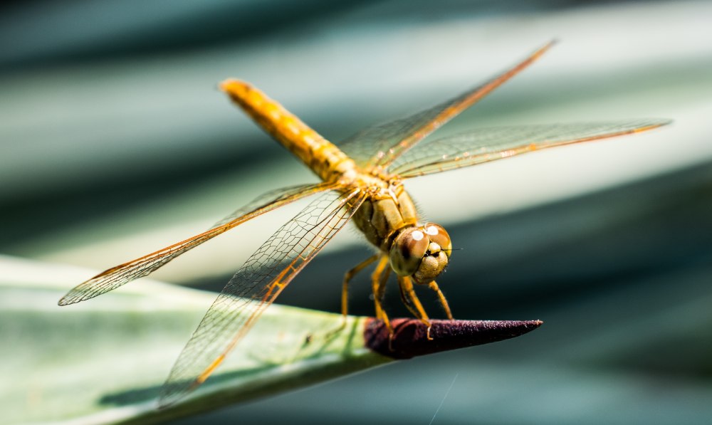 Крылатые насекомые (Pterygota).