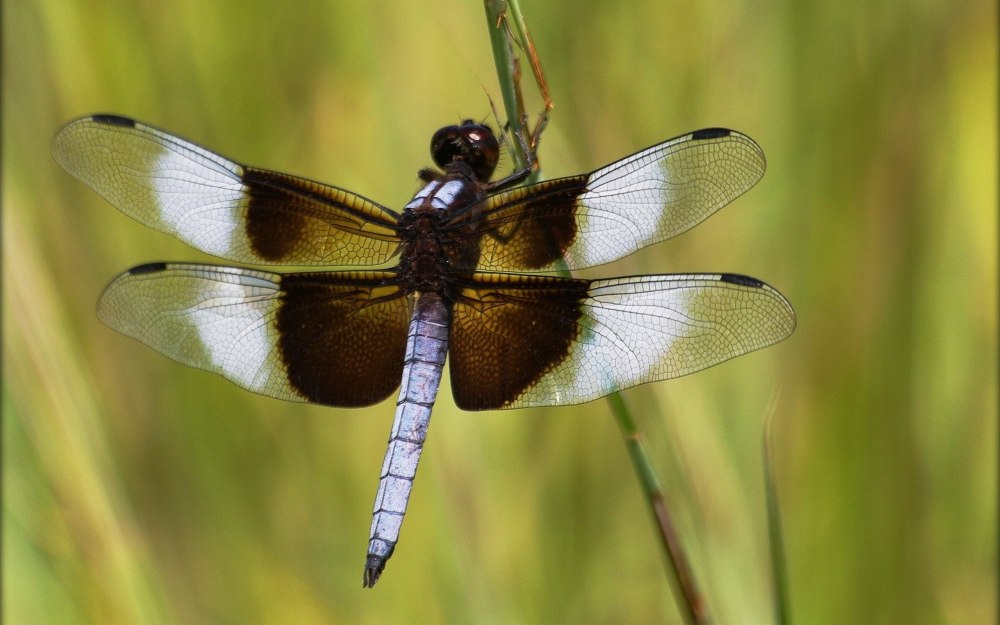 Megaloprepus caerulatus