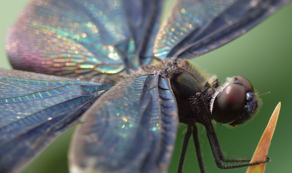 Rhyothemis fuliginosa