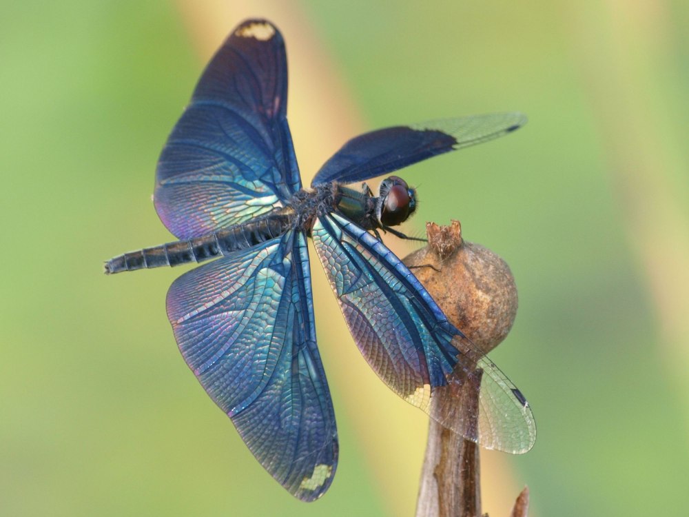 Стрекоза Rhyothemis