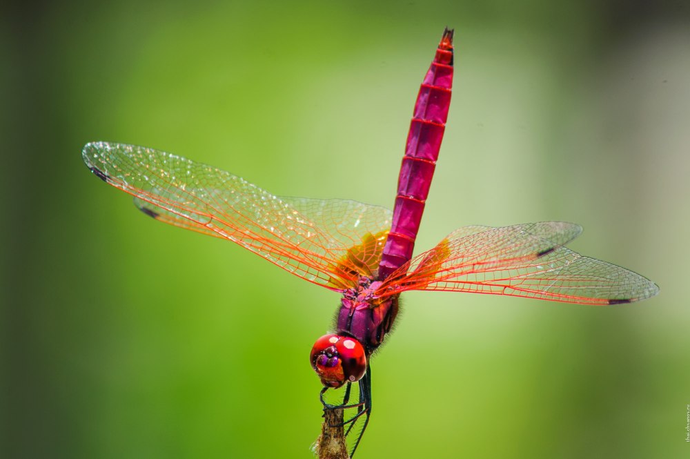 Стрекоза Trithemis Aurora