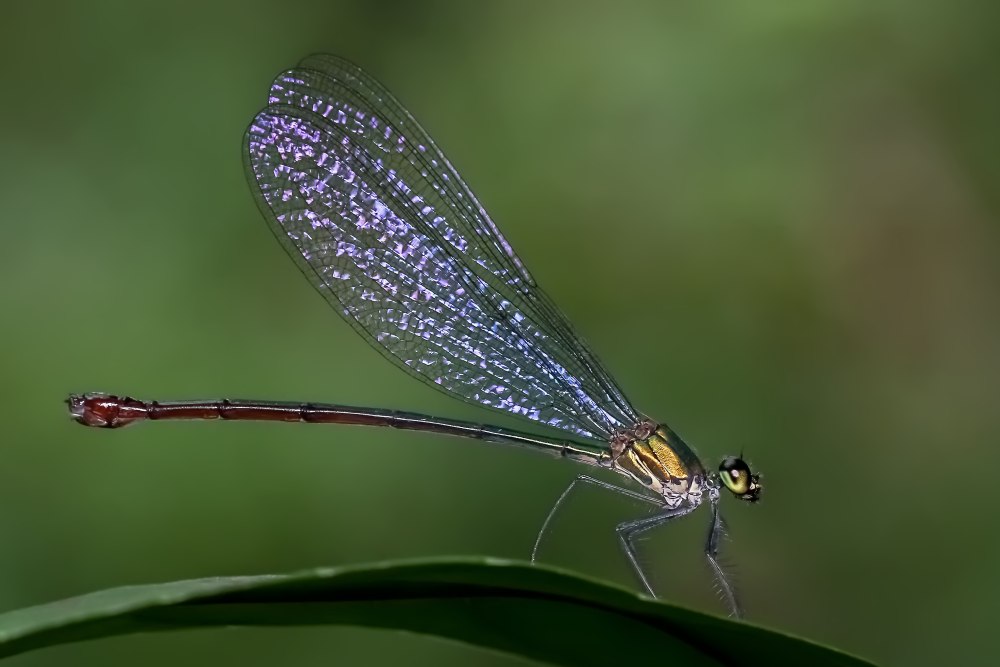 Равнокрылые (Zygoptera)