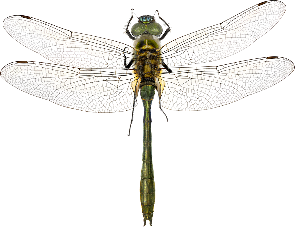 Cordulia aenea