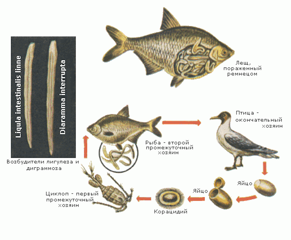 Печень леща. Ремнец обыкновенный жизненный цикл. Лигулез рыб жизненный цикл. Ремнец Лигула. Лигула жизненный цикл.