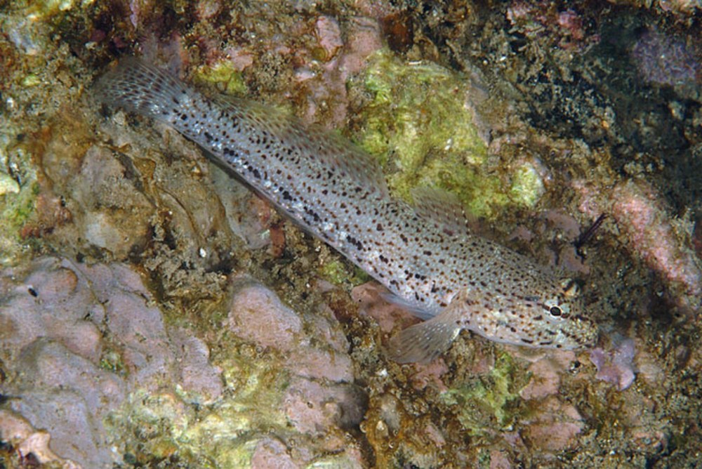 Gobius bucchichi