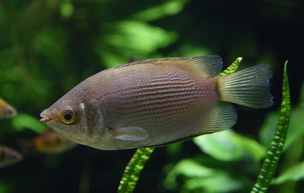 Helostoma temminckii