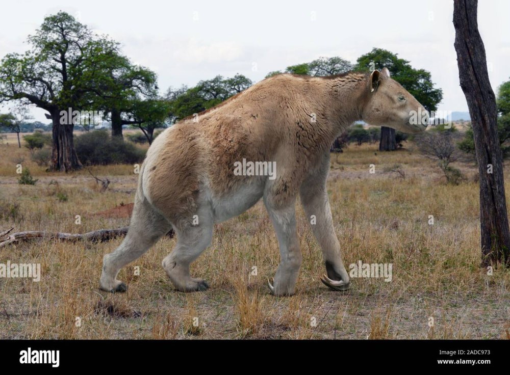 Chalicotherium goldfussi