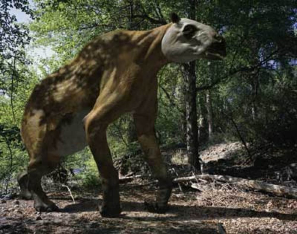 ХАЛИКОТЕРИЙ ( Ancylotherium ),