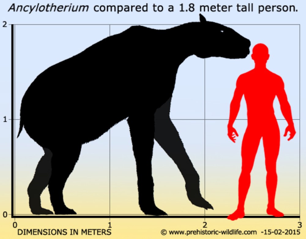 ХАЛИКОТЕРИЙ ( Ancylotherium ),