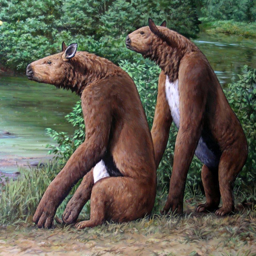 Chalicotherium goldfussi