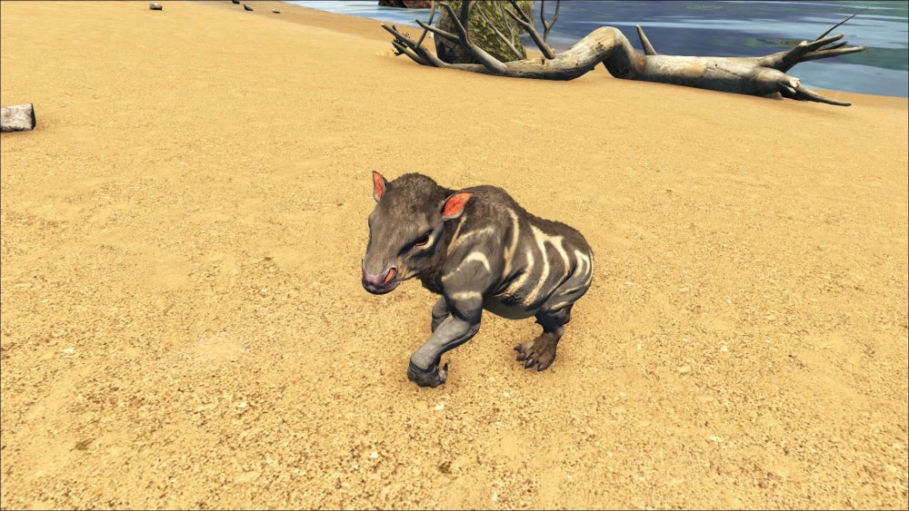 Ark ХАЛИКОТЕРИЙ