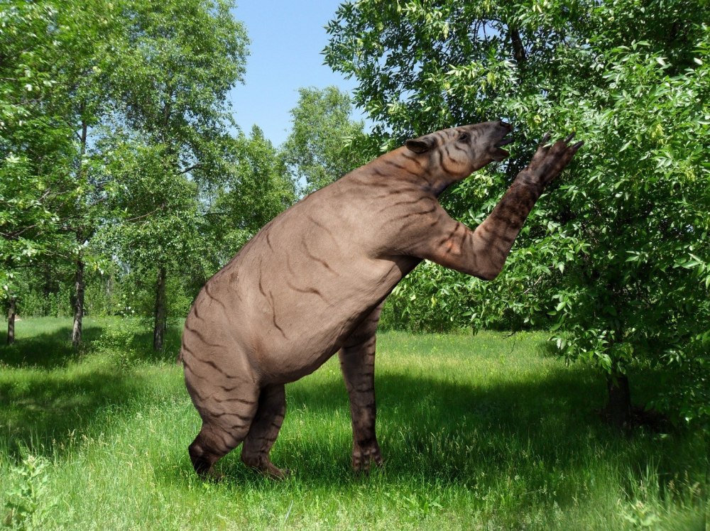 Chalicotherium goldfussi