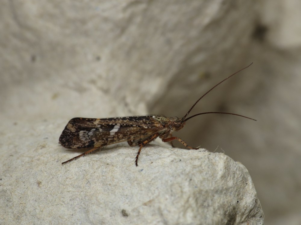 Limnephilus flavicornis Fabricius, 1787 ручейник желтоусый