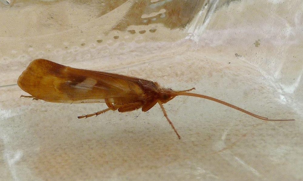 Limnephilus rhombicus