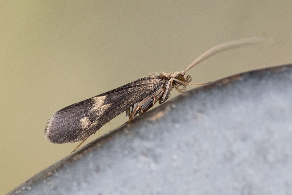 Neureclipsis bimaculata