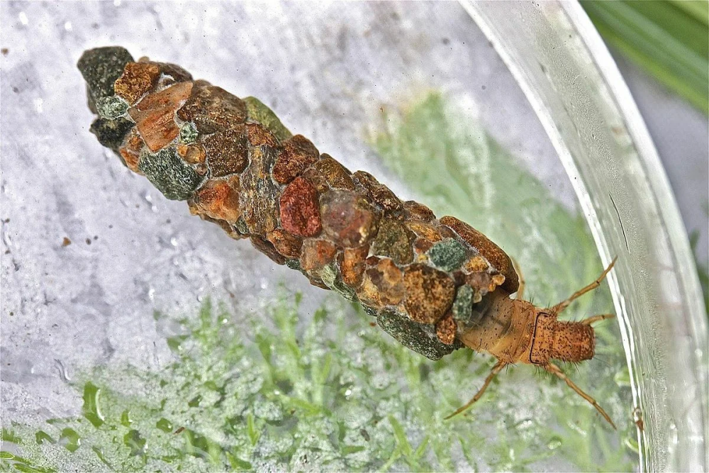 Ручейники (Trichoptera)