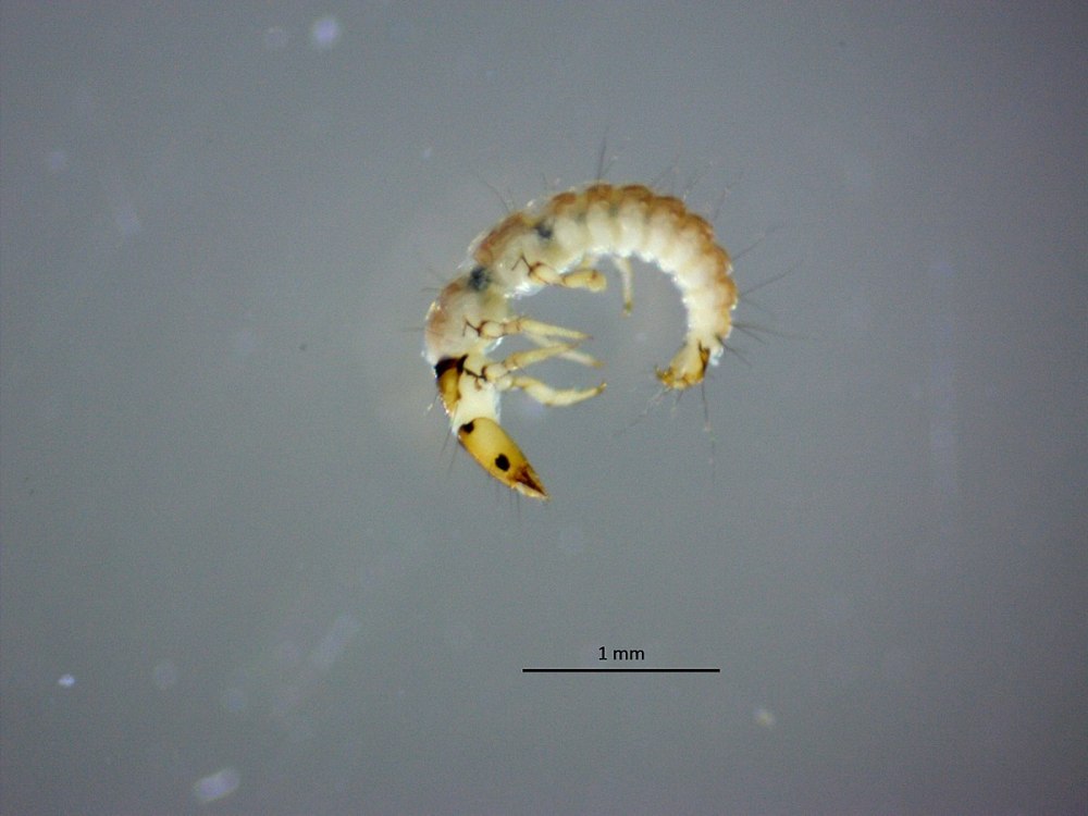 Psychomyia pusilla