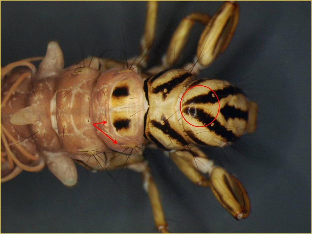 Semblis phalaenoides личинки