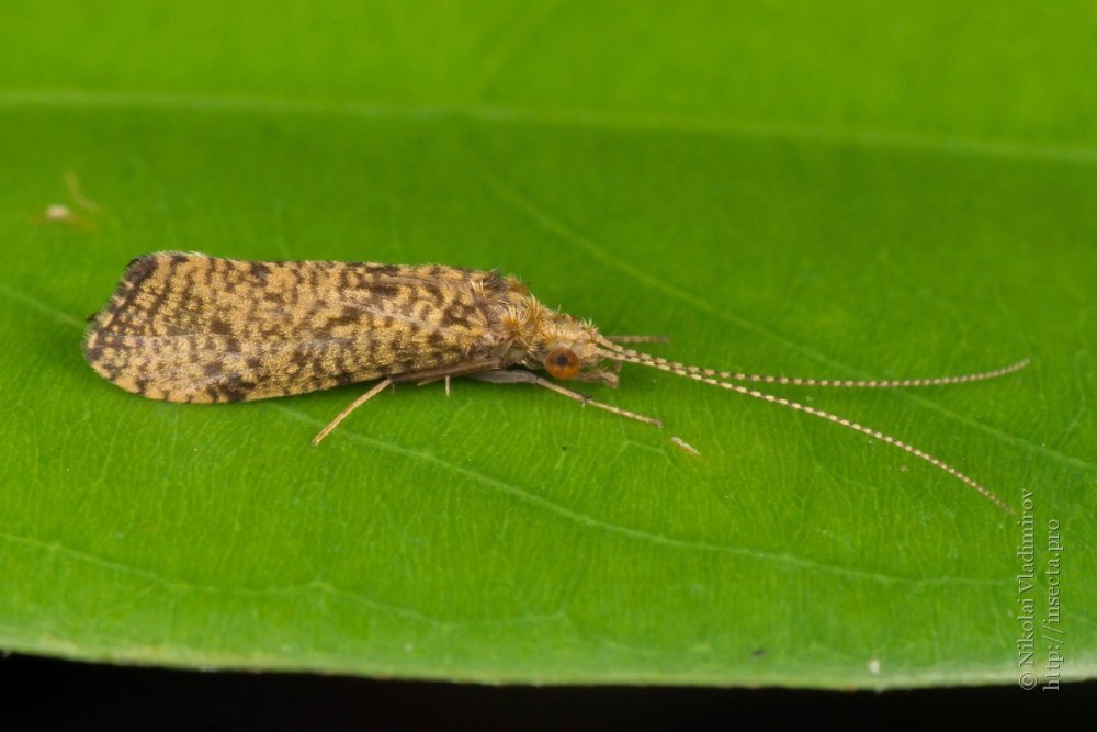Trichoptera виды