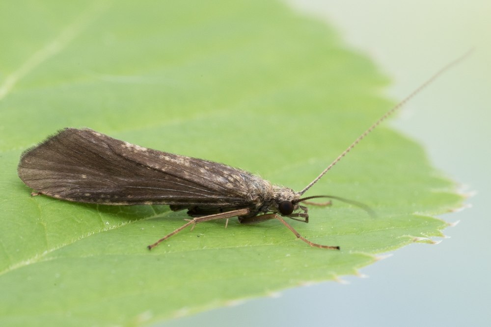 Hydropsyche angustipennis