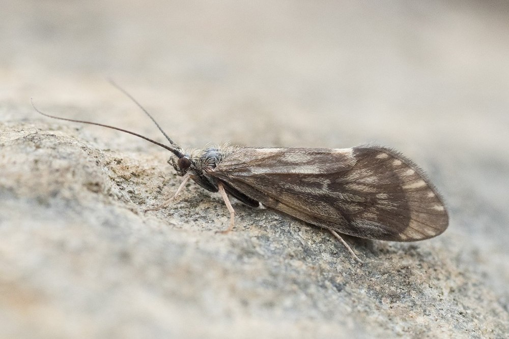 Brachycentrus americanus