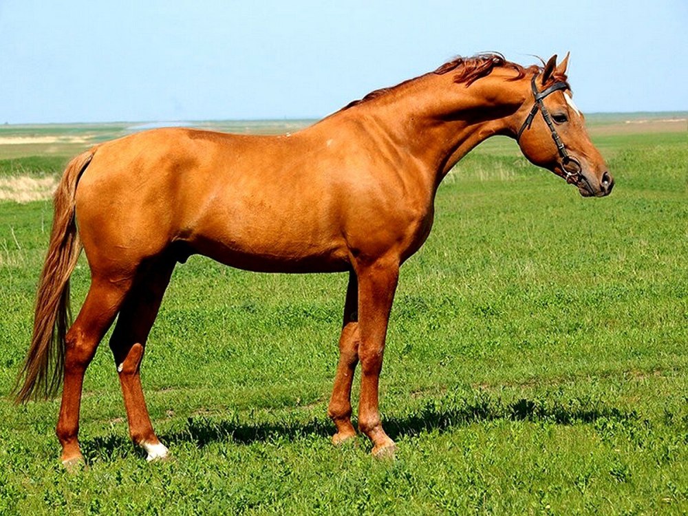 Гнедой Дончак