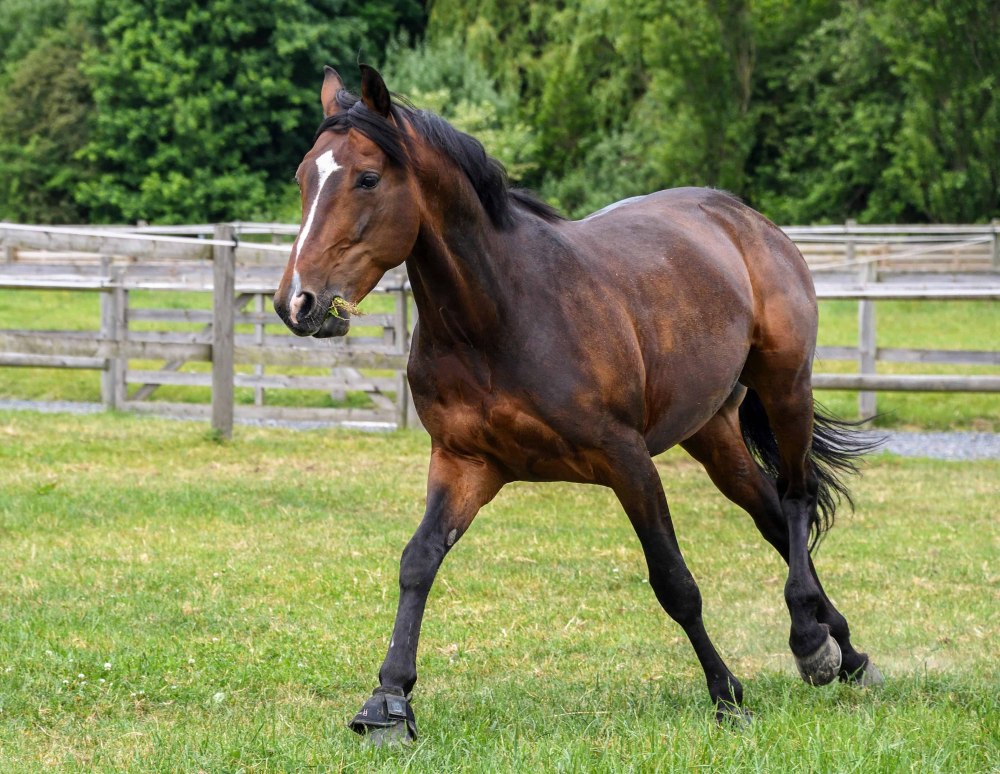 Кустанайская порода лошадей