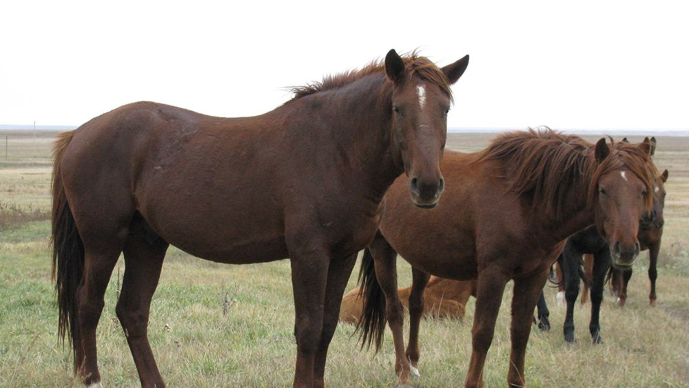 Казахская порода лошадей Джабе