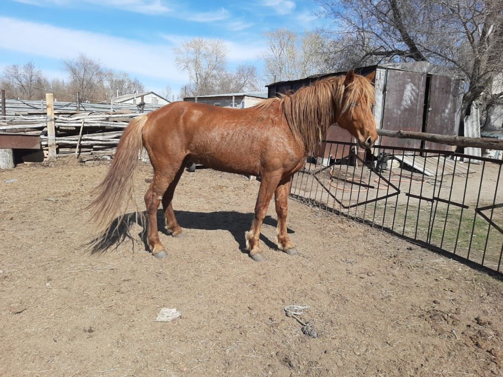 Казахский конь