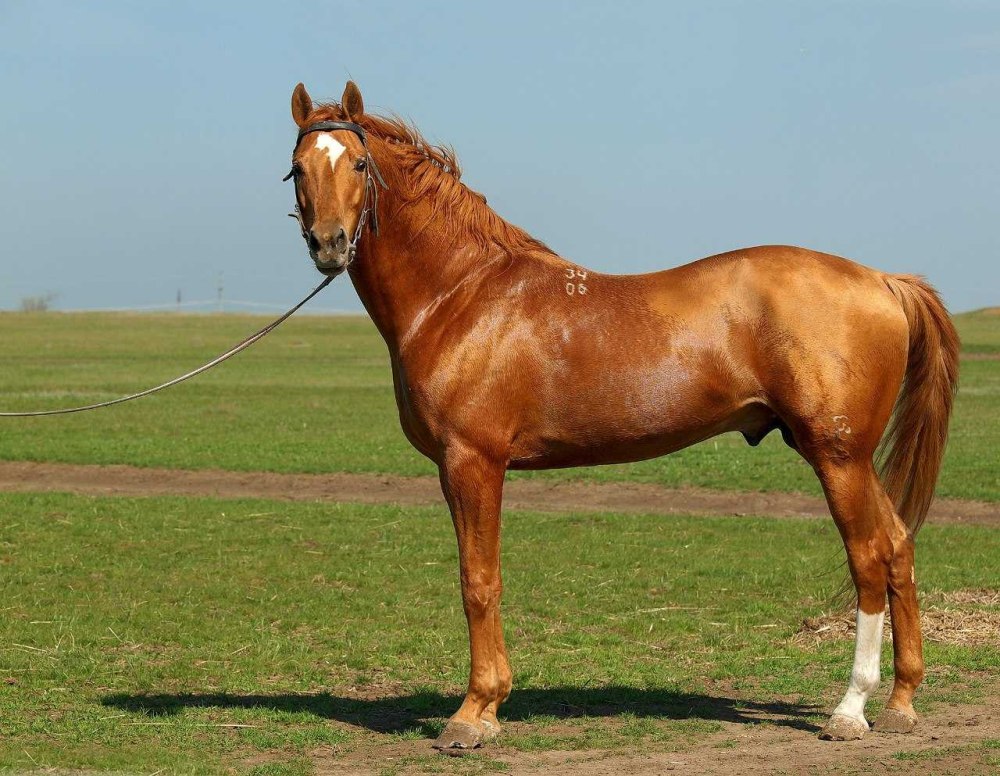 Донская лошадь гнедая