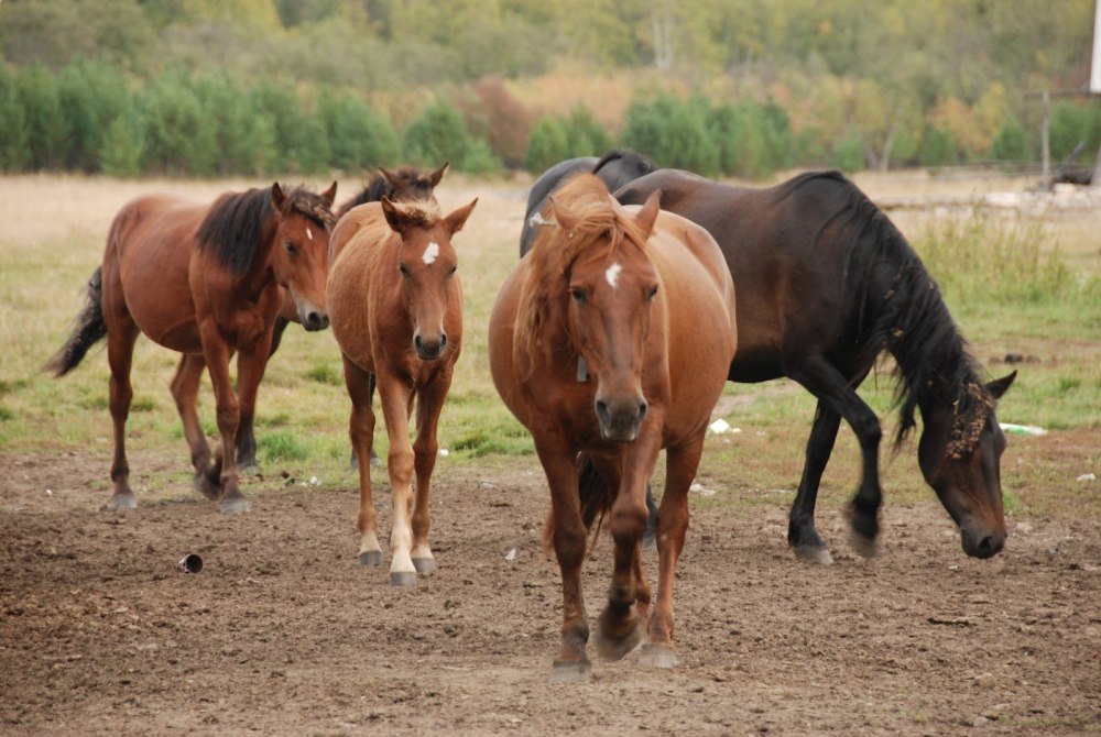 Башкирская порода лошадей жеребенок