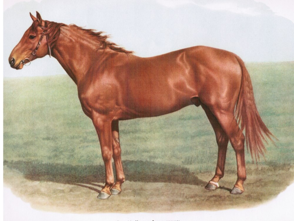 Кустанайская порода лошадей