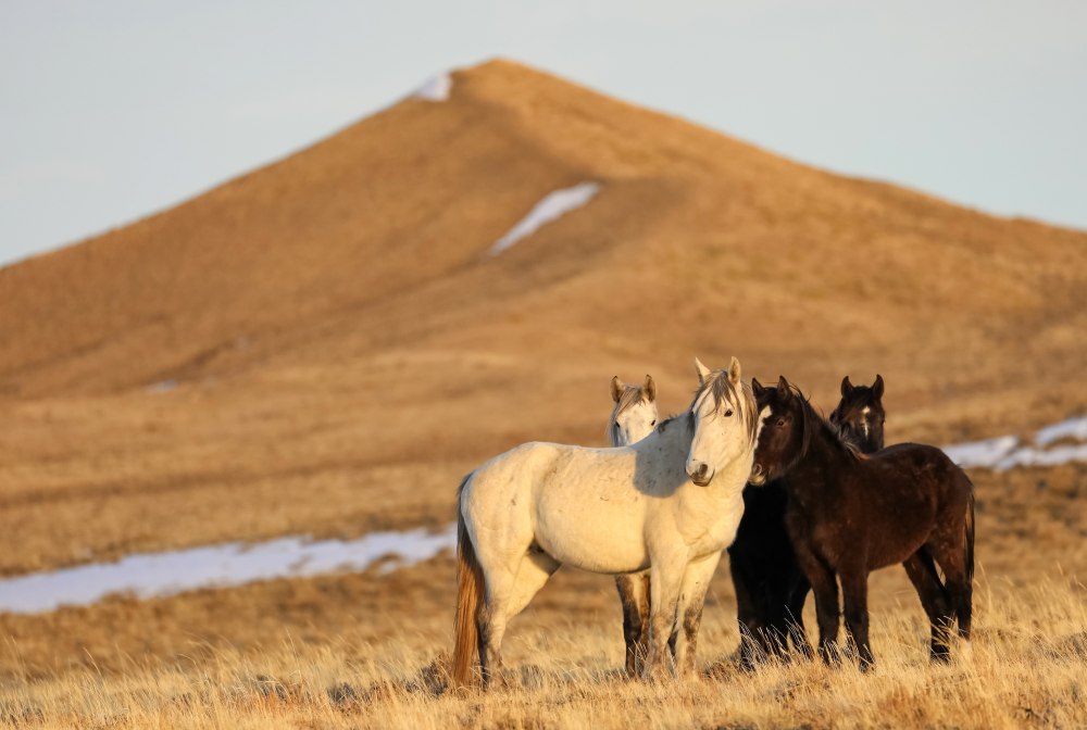 Горы кони в хорошем качестве 4к