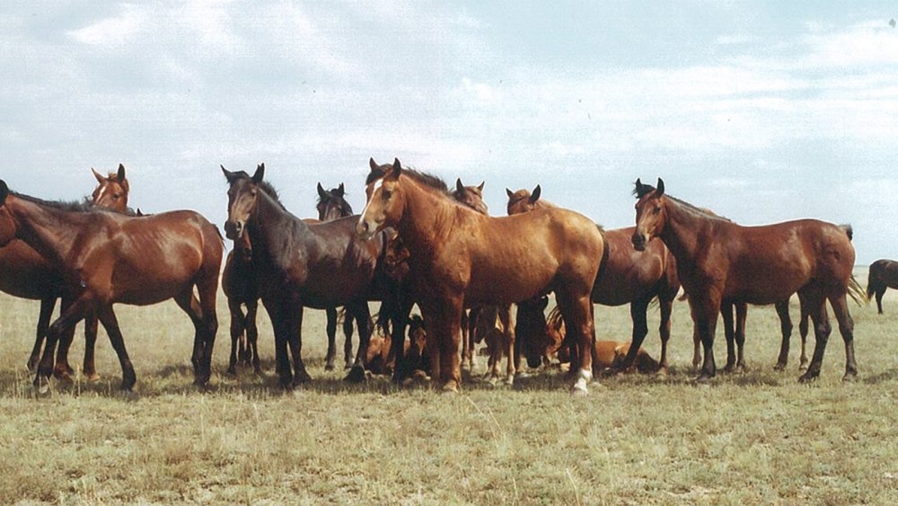Кушумский конный завод