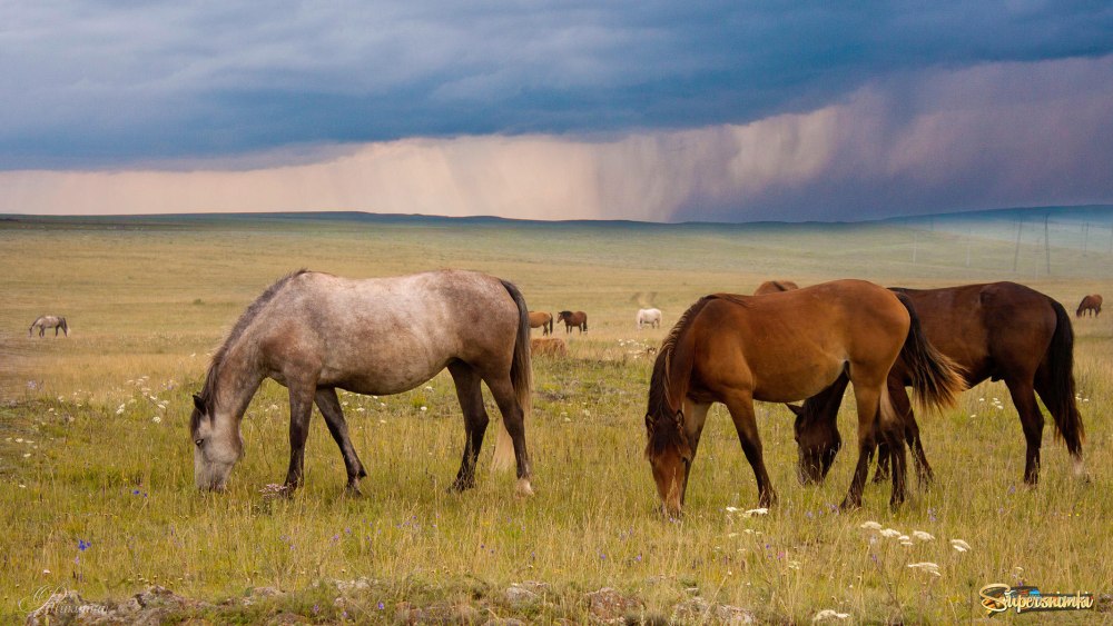 Сагайская степь Хакасия