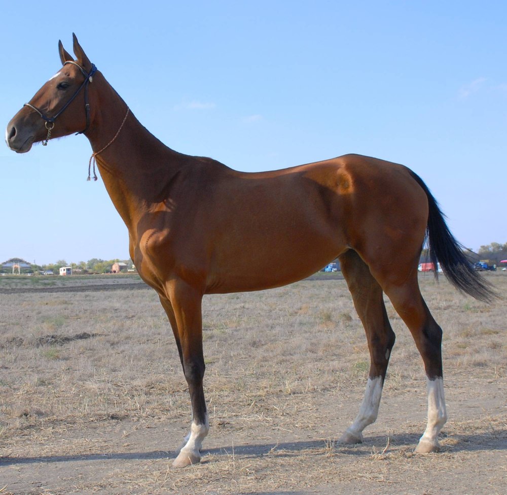 Кустанайская порода лошадей