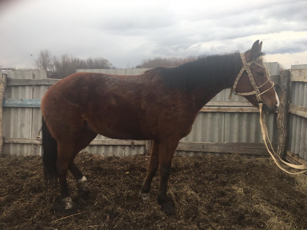 Забить ноу Бурасы продажа лошадей