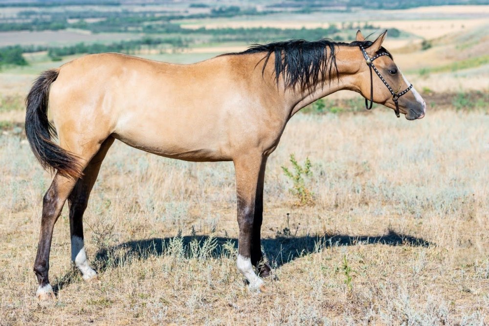 Скврасая Донская лошадь