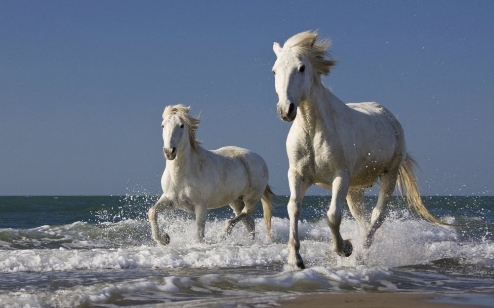 Камаргу лошадь