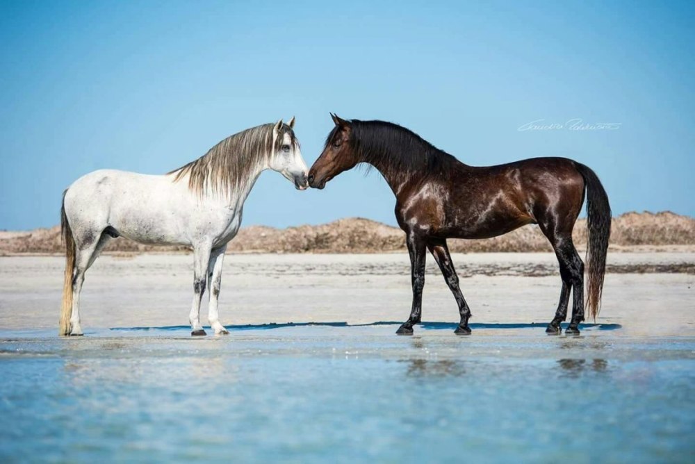 Лошади породы Пасо фино