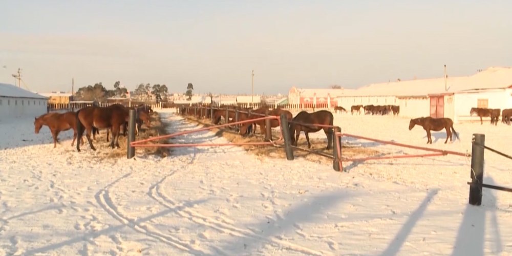 Костанайская порода лошадей цена